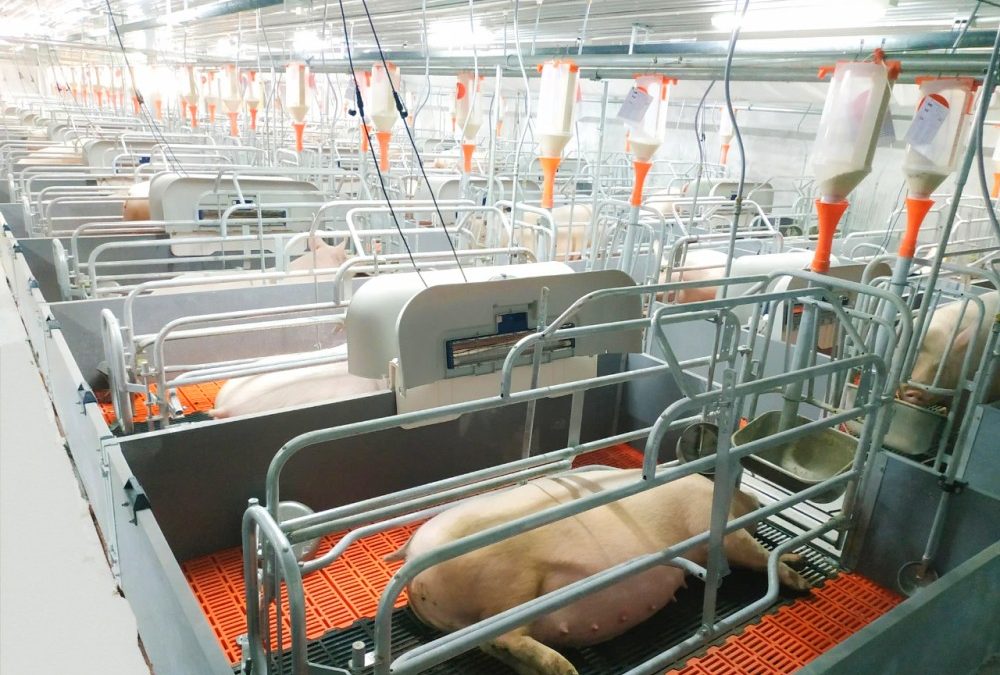 KRIPAL Smart Livestock Automation Project