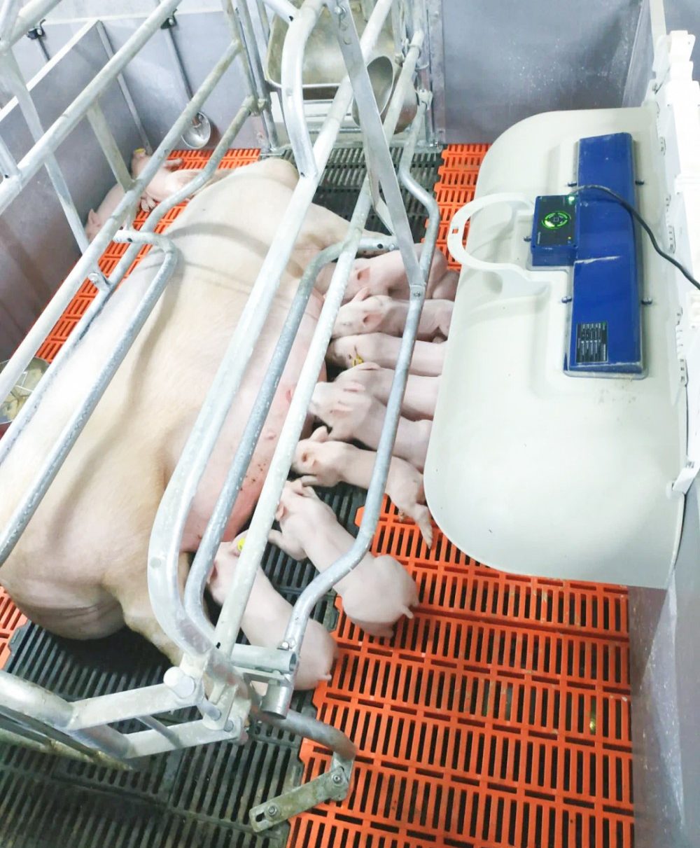 KRIPAL Smart Livestock Project